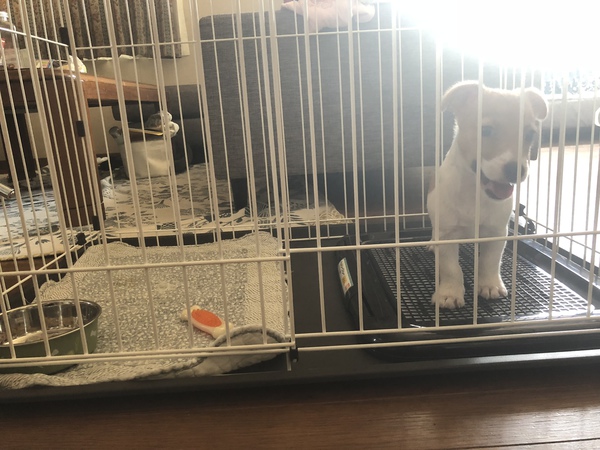 終了 犬の販売 2801