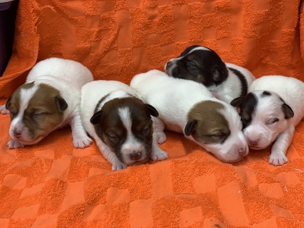 元気な子犬(父チャンピオン) 犬の販売 2809