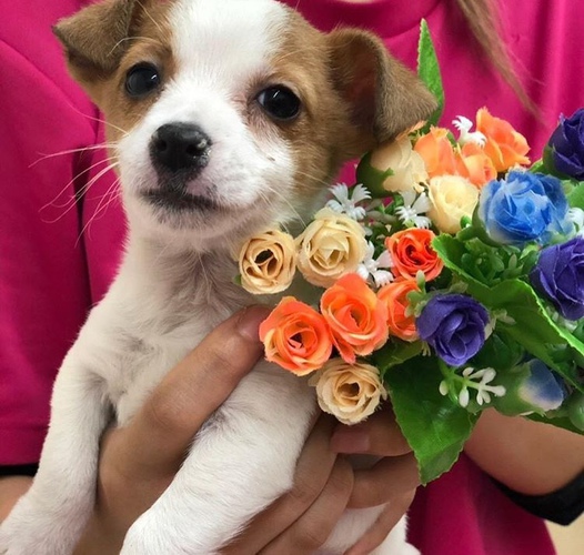 ジャックラッセルテリア♡女の子 犬の販売 2813