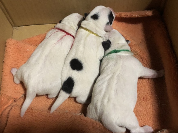 パッチの可愛い3兄妹 犬の販売 2815