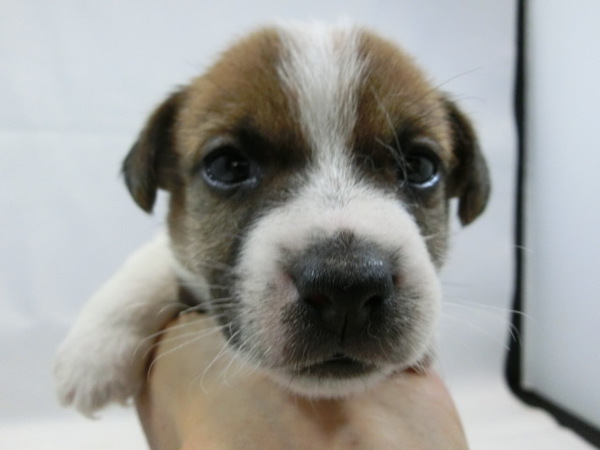 とっても可愛く元気で健康な赤ちゃんが生まれました! 犬の販売 2827