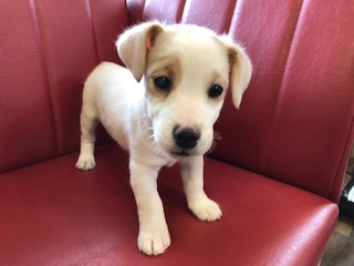 元気いっぱいの男の子 犬の販売 2832