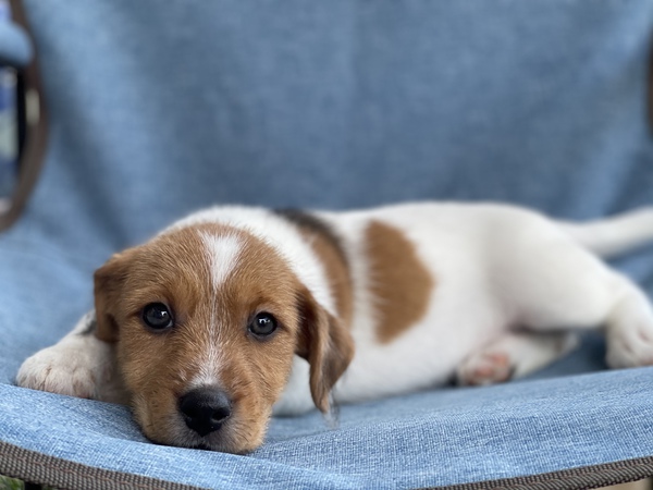 12月出産します 犬の販売 2860