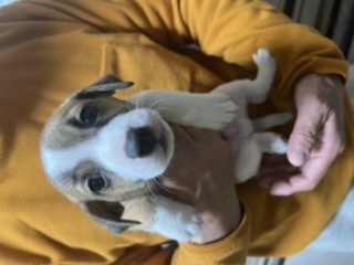 販売終了 犬の販売 2865