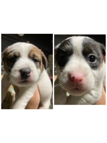 決まりました。 犬の販売 2868