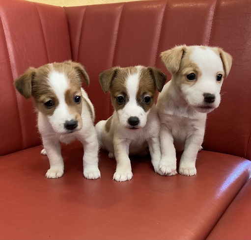 ジャックラッセルテリアの女の子 犬の販売 2872