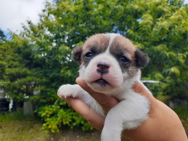 お問い合わせありがとうございました 犬の販売 2882