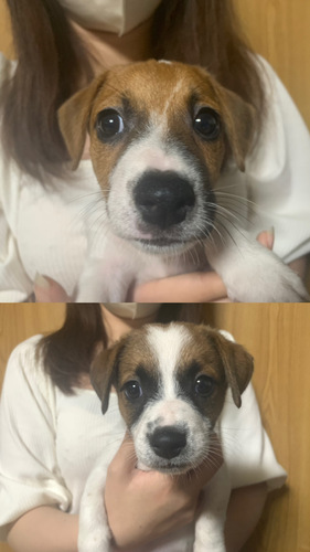 ジャックラッセルテリア 犬の販売 2884