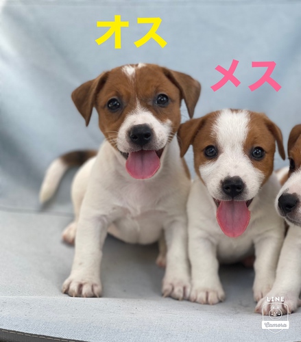 dogoo特別価格 犬の販売 2886