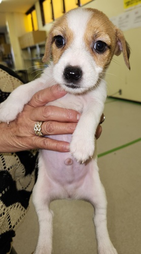 ジャック・ラッセル・テリア 犬の販売・譲渡 2902 可愛いジャックラッセルテリア