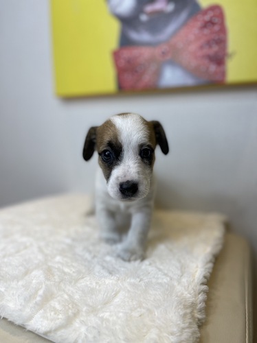 ジャック・ラッセル・テリア 犬の販売・譲渡 2906 とっても可愛い男の子