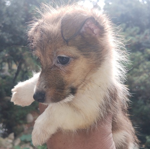 ジャック・ラッセル・テリア 犬の販売・譲渡 2912 ラフ(長毛)のジャックラッセルテリアの子犬です。