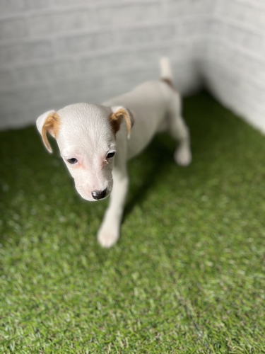 ジャック・ラッセル・テリア 犬の販売・譲渡 2913 ペットローン月々3100円から