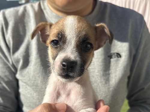 ジャック・ラッセル・テリア 犬の販売・譲渡 2915 JRTの男の子!