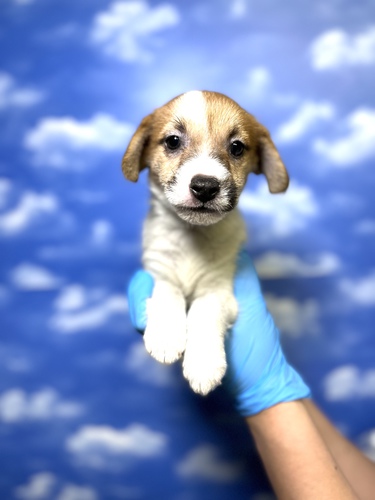 ジャック・ラッセル・テリア 犬の販売・譲渡 2918 激カワジャック