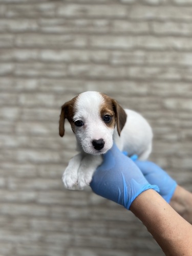 ジャック・ラッセル・テリア 犬の販売・譲渡 2923 元気いっぱいジャック君