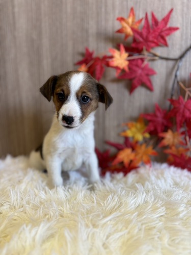 ジャック・ラッセル・テリア 犬の販売・譲渡 2928 ホワイトタン 女の子