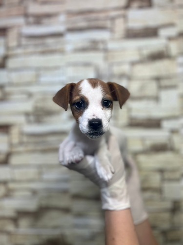 ジャック・ラッセル・テリア 犬の販売・譲渡 2931 ホワイト&ブラウンのイケメンな男の子です!
