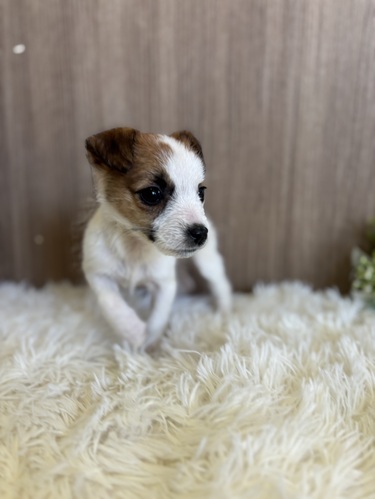 ジャック・ラッセル・テリア 犬の販売・譲渡 2932 小さな女の子♡