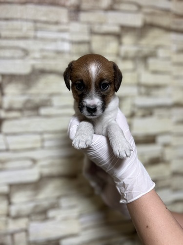 ジャック・ラッセル・テリア 犬の販売・譲渡 2935 ホワイト&タン