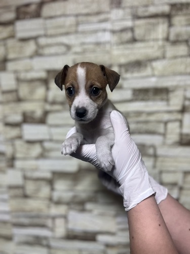 ジャック・ラッセル・テリア 犬の販売・譲渡 2936 ホワイト&タン