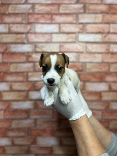 ジャック・ラッセル・テリア 犬の販売・譲渡 2937 ジャックラッセル女の子