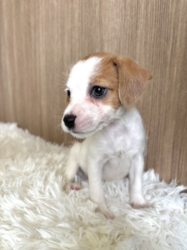 ジャック・ラッセル・テリア 犬の販売・譲渡 2941 ホワイト&タン 男の子