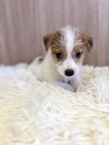 ジャック・ラッセル・テリア 犬の販売・譲渡 2942 男の子 タン&ホワイト