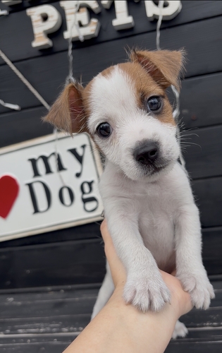 ジャック・ラッセル・テリア 犬の販売・譲渡 2943 ホワイト&タンお顔整ってます!