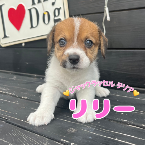 ジャック・ラッセル・テリア 犬の販売・譲渡 2946 ★むちむちボディの女の子