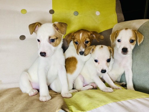 ジャック・ラッセル・テリア 犬の販売・譲渡 2947 パワフルなジャックラッセルテリア