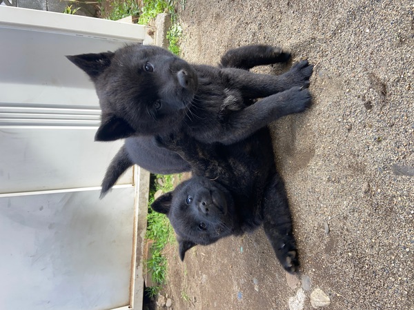 募集終有難うございました 甲斐犬仔犬 黒虎 オス No 2632 甲斐犬 犬の出産情報 子犬販売 Dogoo Com 募集終有難うございました 甲斐犬仔犬 黒虎 オス No 2632 甲斐犬 犬の出産情報 子犬販売 Dogoo Com