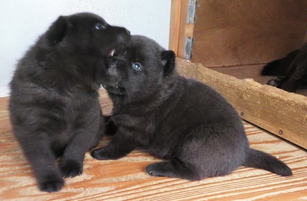 【募集終了】4/3生まれ 黒虎オス2 犬の販売 2643