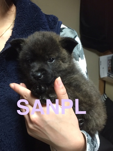 小熊のような甲斐犬 犬の販売 2649