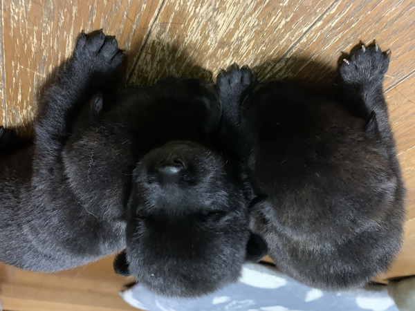 優良血統の子犬産まれています 犬の販売 2651