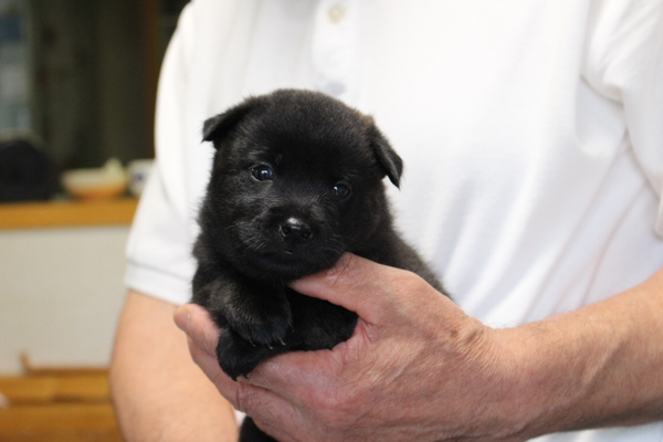 口の堅い可愛い甲斐犬の子犬です。 犬の販売 2652