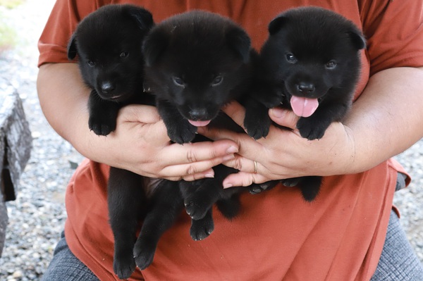 優良血統の甲斐犬が生まれました 犬の販売 2660