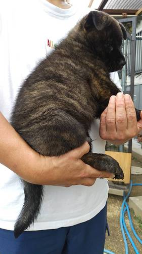 希少!赤虎毛の男の子!!すぐにお引き渡し可能! 犬の販売 2668