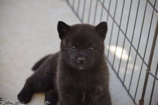 良血統!仔犬!! 犬の販売 2680