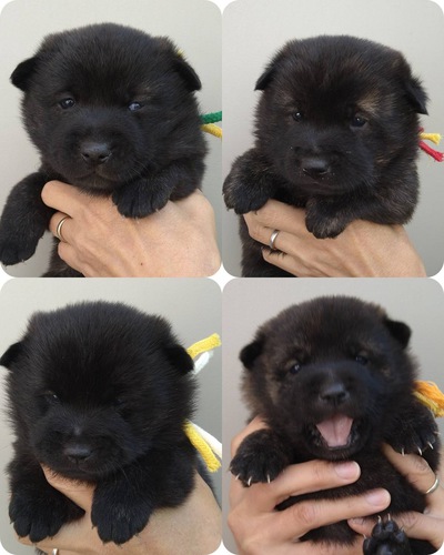 優良血統!虎毛の可愛い仔犬 飼い主さま募集! 犬の販売 2687