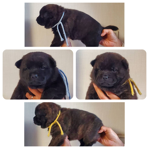 虎毛の可愛い仔犬 Xmasプレゼントにいかがですか 犬の販売 2701