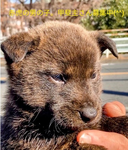 年始休まず営業。東京都 希少 赤虎の男の子 犬の販売 2710