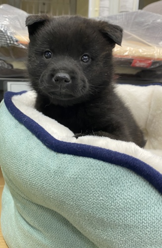 ありがとうございました。虎年に虎毛の甲斐犬 犬の販売 2714