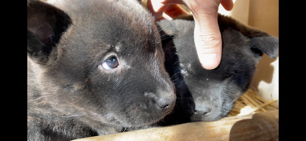 甲斐犬 優良血統のメスです^o^ 犬の販売 2715