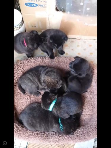 赤虎毛〜中虎毛 骨量が多くキュートな子犬です! 犬の販売 2718