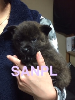甲斐犬 家族が決まりました 犬の販売 2726