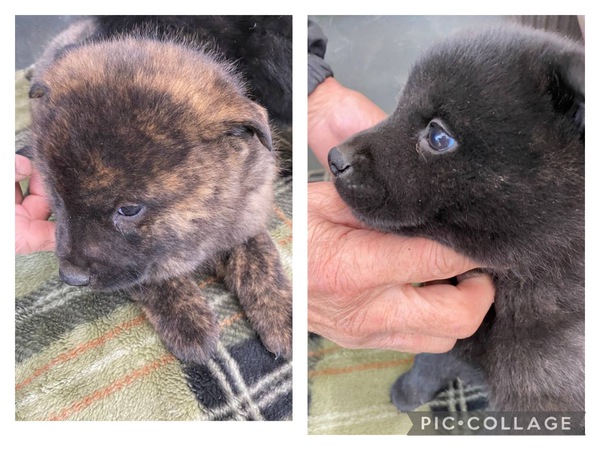 優良血統の赤虎、中虎 犬の販売 2730