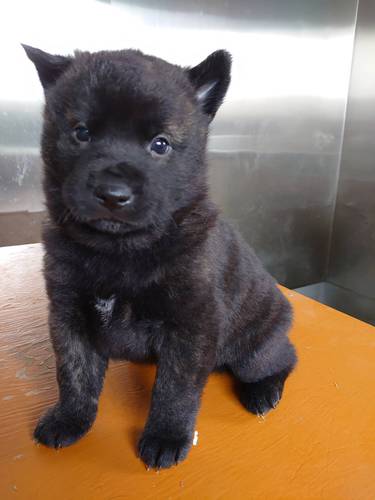 甲斐犬子犬 犬の販売 2732