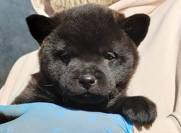 口の堅い可愛い甲斐犬の子犬です。 犬の販売 2733