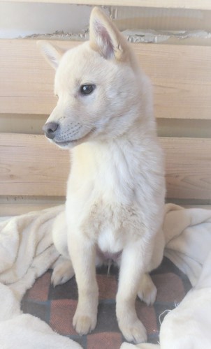 雪甲斐。 犬の販売 2735